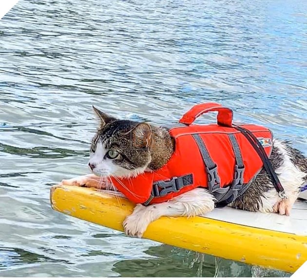 Hokule - Từ chú mèo hoang trở thành chơi lướt sóng cự phách 2