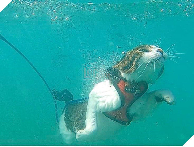 Hokule - Từ chú mèo hoang trở thành chơi lướt sóng cự phách 12