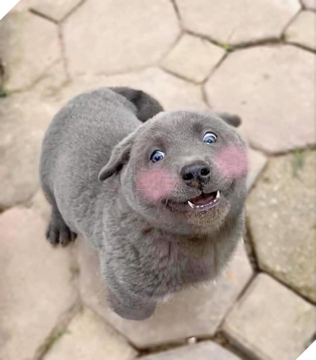 Lộ diện bạn gái của Idol Nguyễn Văn Dúi, có màu lông khác nhưng độ cà khịa không kém chút nào 2