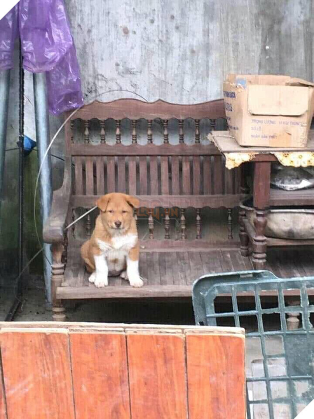 Lộ diện bạn gái của Idol Nguyễn Văn Dúi, có màu lông khác nhưng độ cà khịa không kém chút nào 6