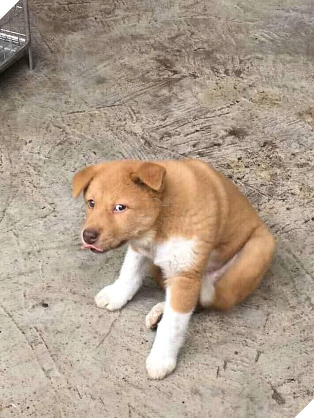 Lộ diện bạn gái của Idol Nguyễn Văn Dúi, có màu lông khác nhưng độ cà khịa không kém chút nào 5