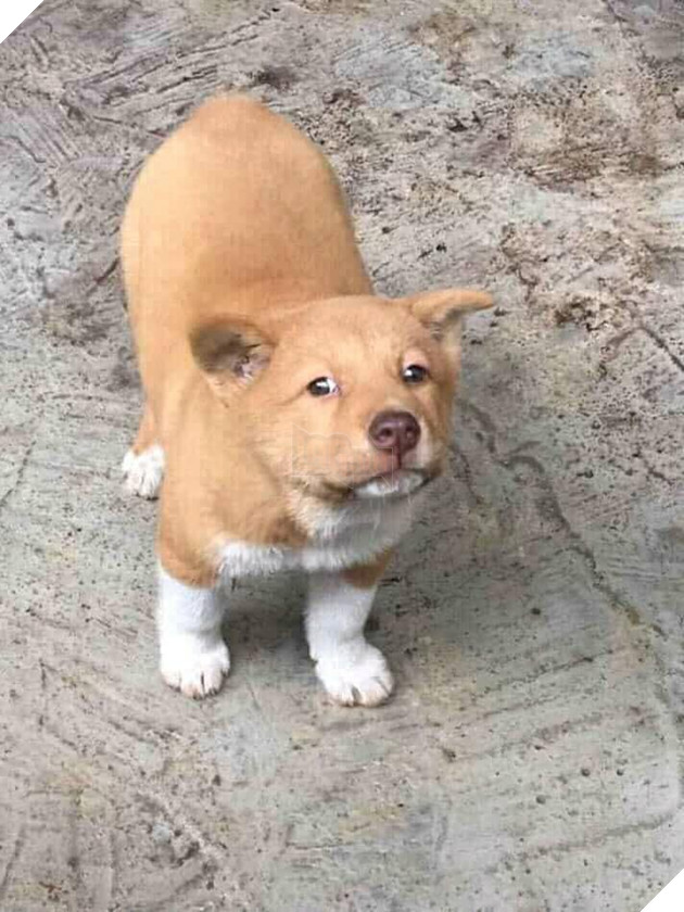 Lộ diện bạn gái của Idol Nguyễn Văn Dúi, có màu lông khác nhưng độ cà khịa không kém chút nào 4