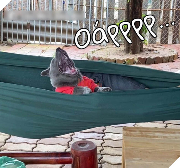 Lộ diện bạn gái của Idol Nguyễn Văn Dúi, có màu lông khác nhưng độ cà khịa không kém chút nào 11