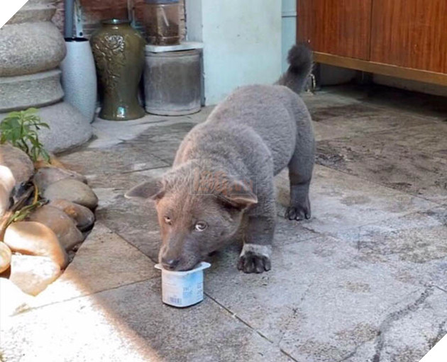 Lộ diện bạn gái của Idol Nguyễn Văn Dúi, có màu lông khác nhưng độ cà khịa không kém chút nào 8