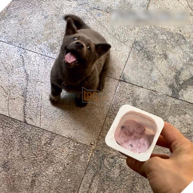 Lộ diện bạn gái của Idol Nguyễn Văn Dúi, có màu lông khác nhưng độ cà khịa không kém chút nào 7