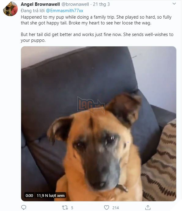 Thấy chủ lúc nào cũng ở nhà vì Covid-19, chú chó mừng quá vẫy đuôi liên tục đến nỗi bong cả gân - Ảnh 4.