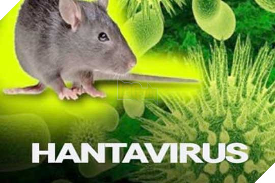 Hantavirus là gì? Bạn có nên lo lắng vì dịch bệnh mới này?