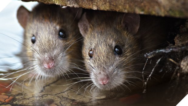 Hantavirus là gì? Bạn có nên lo lắng vì dịch bệnh mới này? 2