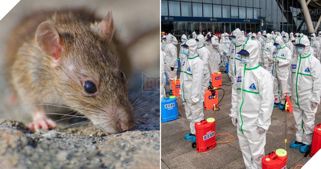 Hantavirus là gì? Bạn có nên lo lắng vì dịch bệnh mới này? 3