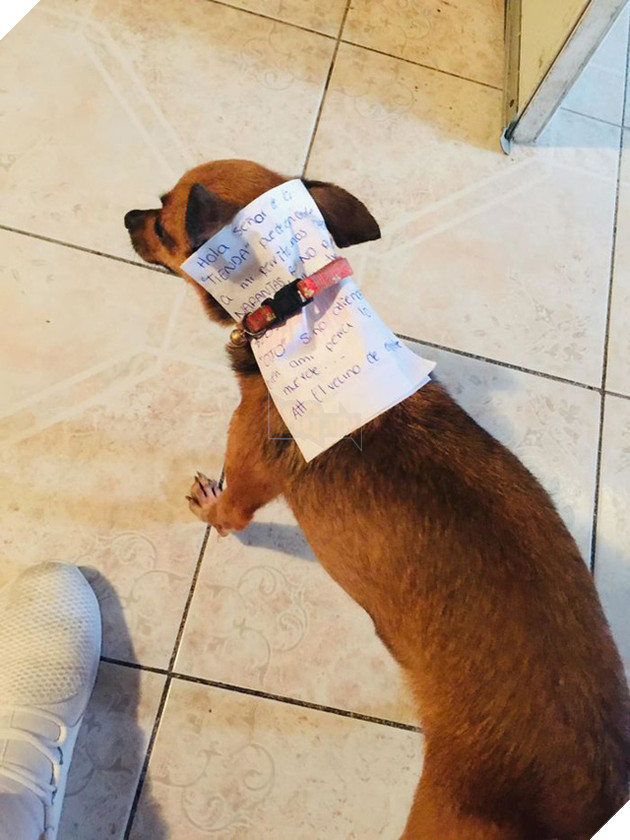 Đang bị cách ly thì thèm bim bim, thanh niên sai boss đi mua giùm và diễn biến cười ra nước mắt - Ảnh 2.