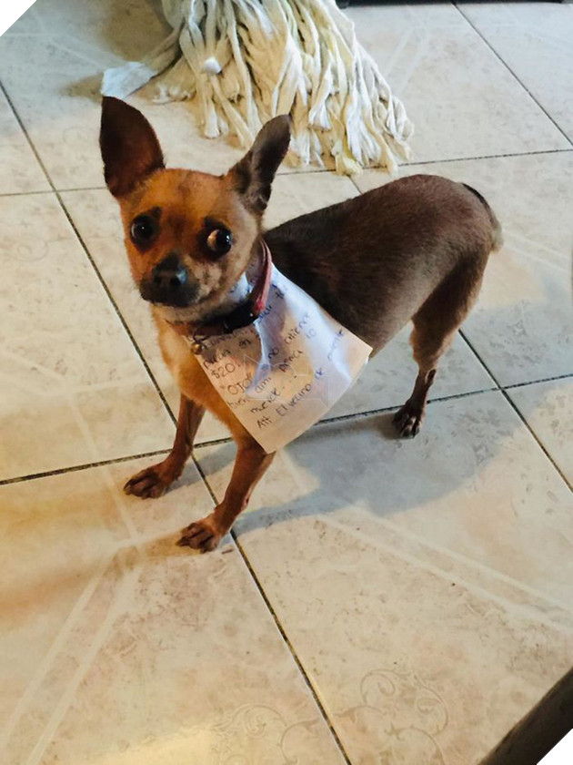 Đang bị cách ly thì thèm bim bim, thanh niên sai boss đi mua giùm và diễn biến cười ra nước mắt - Ảnh 4.