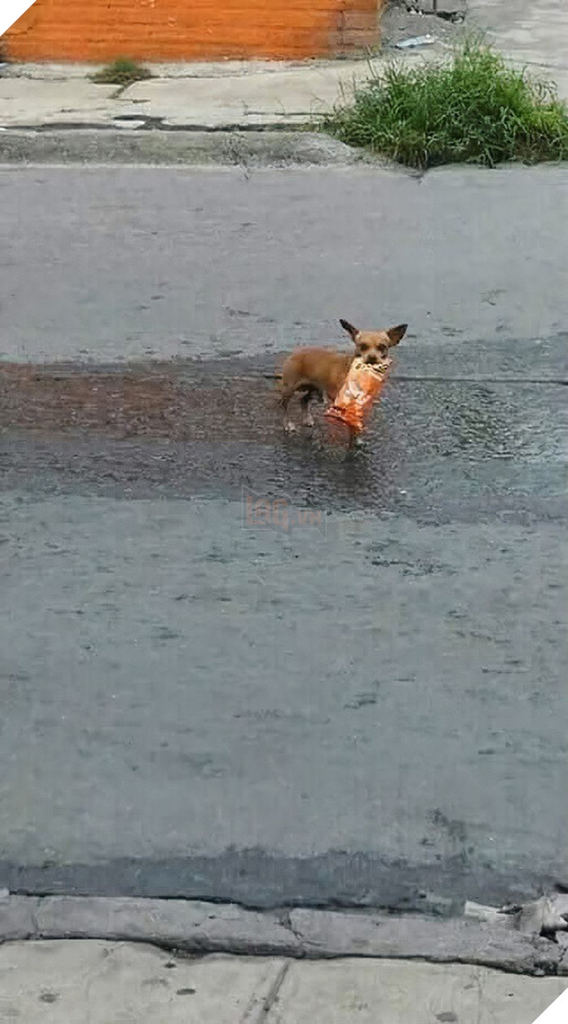 Đang bị cách ly thì thèm bim bim, thanh niên sai boss đi mua giùm và diễn biến cười ra nước mắt - Ảnh 6.