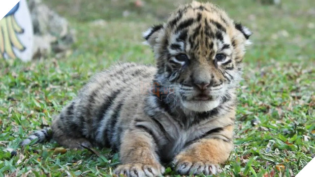 Nhỡ chào đời đúng mùa dịch, hổ con được vườn thú đặt luôn tên là… Covid - Ảnh 2.