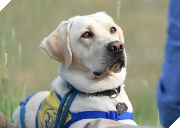 Nhân vật đặc biệt vực dậy tinh thần y bác sĩ chống dịch tại Mỹ  2