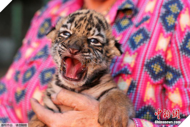 Nhỡ chào đời đúng mùa dịch, hổ con được vườn thú đặt luôn tên là… Covid - Ảnh 1.