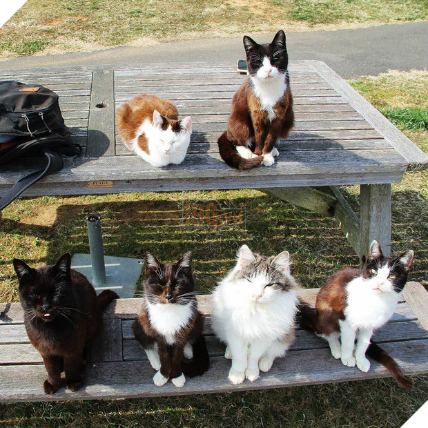 Đến thăm đảo mèo lớn nhất Nhật Bản, hội con sen đến đây thì đảm bảo sướng phát ngất! - Ảnh 3.