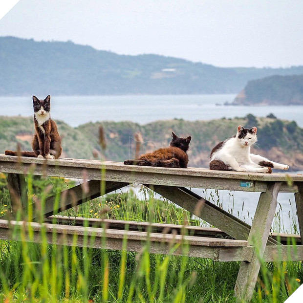 Đến thăm đảo mèo lớn nhất Nhật Bản, hội con sen đến đây thì đảm bảo sướng phát ngất! - Ảnh 10.