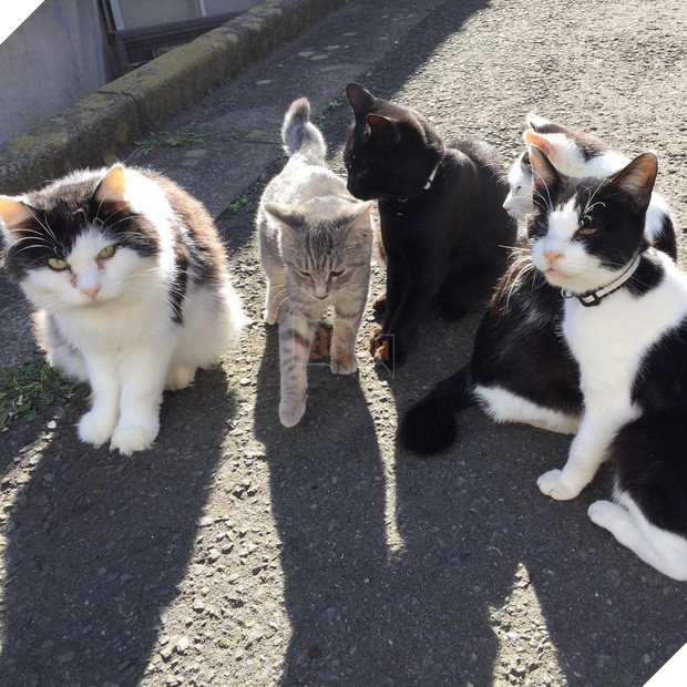 Đến thăm đảo mèo lớn nhất Nhật Bản, hội con sen đến đây thì đảm bảo sướng phát ngất! - Ảnh 6.