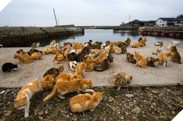 Đến thăm đảo mèo lớn nhất Nhật Bản, hội con sen đến đây thì đảm bảo sướng phát ngất! - Ảnh 7.