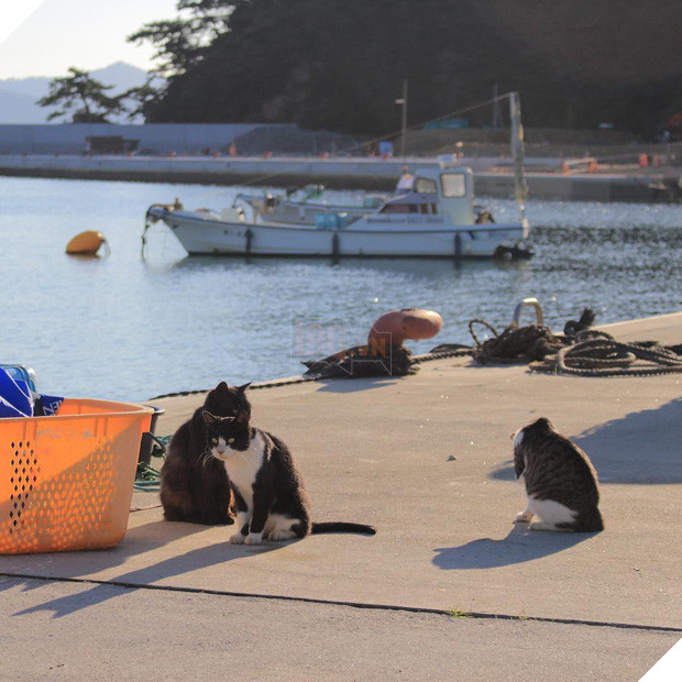 Đến thăm đảo mèo lớn nhất Nhật Bản, hội con sen đến đây thì đảm bảo sướng phát ngất! - Ảnh 11.
