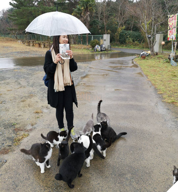 Đến thăm đảo mèo lớn nhất Nhật Bản, hội con sen đến đây thì đảm bảo sướng phát ngất! - Ảnh 5.