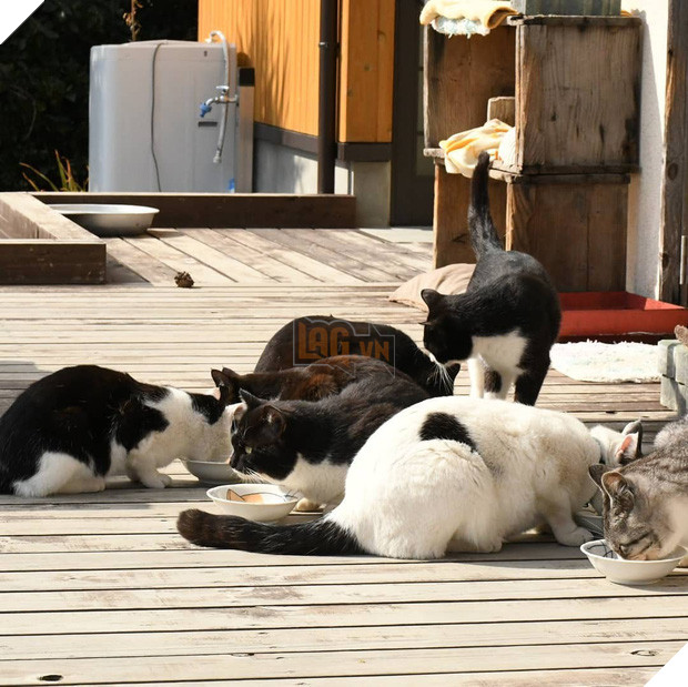 Đến thăm đảo mèo lớn nhất Nhật Bản, hội con sen đến đây thì đảm bảo sướng phát ngất! - Ảnh 4.