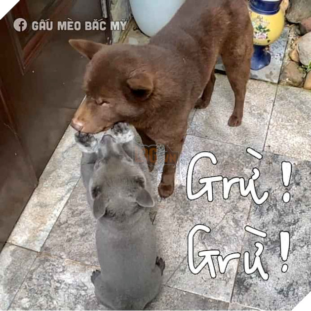 Idol Nguyễn Văn Dúi trở mặt nhanh như lật bánh tráng , tranh ăn xúc xích với chó nâu nhưng biểu cảm của boss kia mới thực sự gây cười!