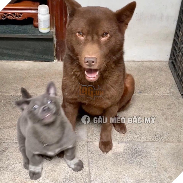 Idol Nguyễn Văn Dúi trở mặt nhanh như lật bánh tráng , tranh ăn xúc xích với chó nâu nhưng biểu cảm của boss kia mới thực sự gây cười! 4