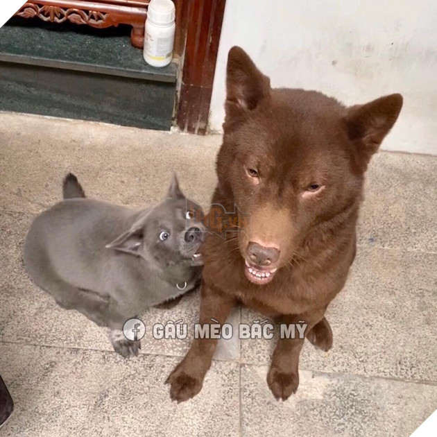 Idol Nguyễn Văn Dúi trở mặt nhanh như lật bánh tráng , tranh ăn xúc xích với chó nâu nhưng biểu cảm của boss kia mới thực sự gây cười! 2