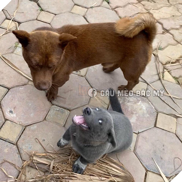 Idol Nguyễn Văn Dúi trở mặt nhanh như lật bánh tráng , tranh ăn xúc xích với chó nâu nhưng biểu cảm của boss kia mới thực sự gây cười! 3