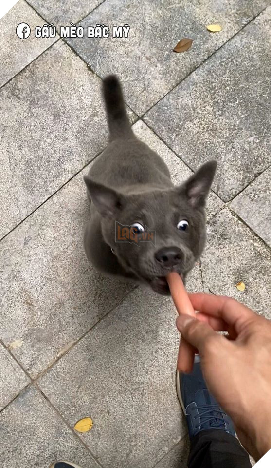 Idol Nguyễn Văn Dúi trở mặt nhanh như lật bánh tráng , tranh ăn xúc xích với chó nâu nhưng biểu cảm của boss kia mới thực sự gây cười! 8