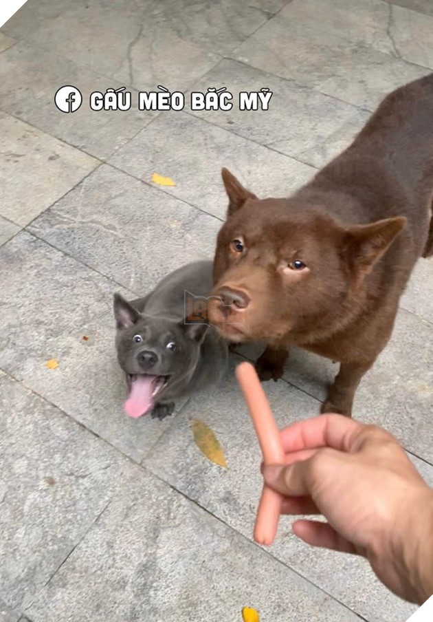 Idol Nguyễn Văn Dúi trở mặt nhanh như lật bánh tráng , tranh ăn xúc xích với chó nâu nhưng biểu cảm của boss kia mới thực sự gây cười! 5