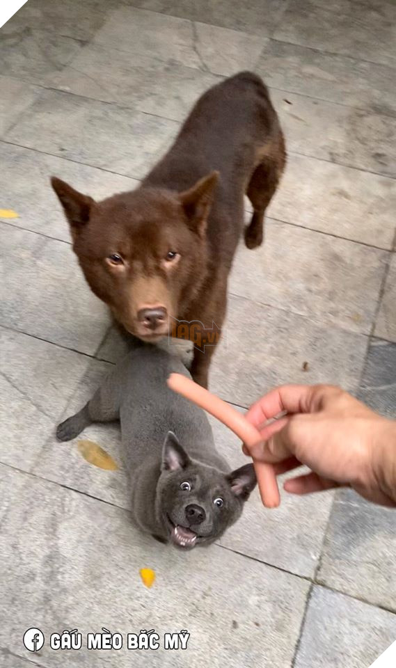 Idol Nguyễn Văn Dúi trở mặt nhanh như lật bánh tráng , tranh ăn xúc xích với chó nâu nhưng biểu cảm của boss kia mới thực sự gây cười! 6