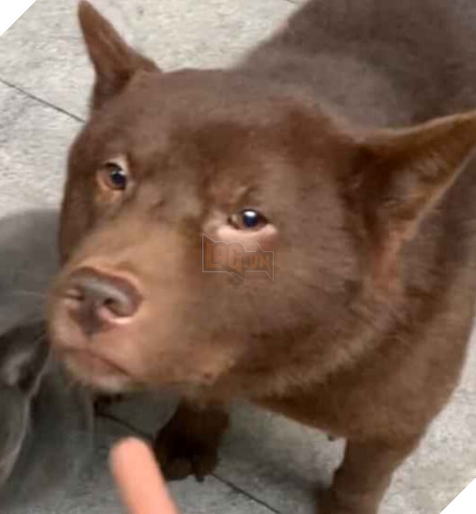 Idol Nguyễn Văn Dúi trở mặt nhanh như &quot;lật bánh tráng&quot;, tranh ăn xúc xích với chó nâu nhưng biểu cảm của boss kia mới thực sự gây cười! - Ảnh 4.