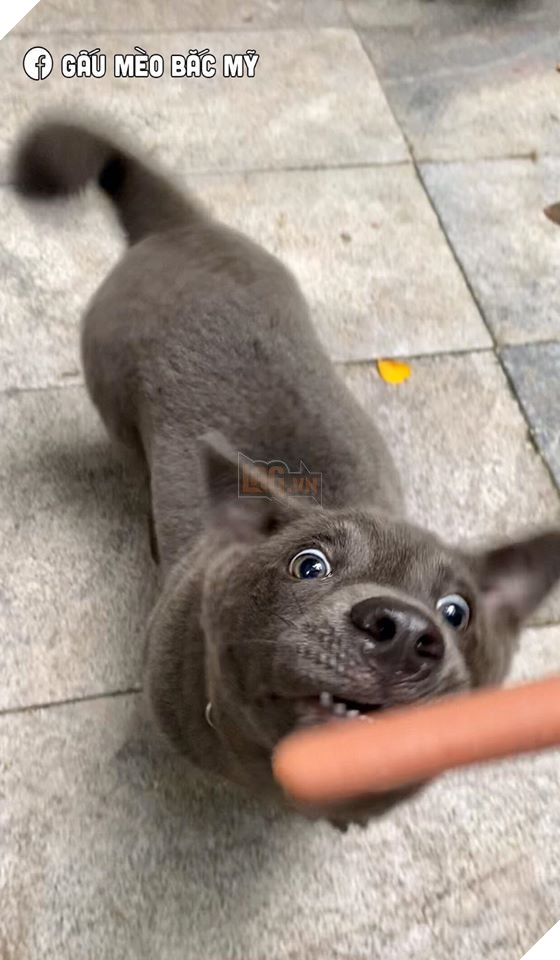 Idol Nguyễn Văn Dúi trở mặt nhanh như lật bánh tráng , tranh ăn xúc xích với chó nâu nhưng biểu cảm của boss kia mới thực sự gây cười! 7