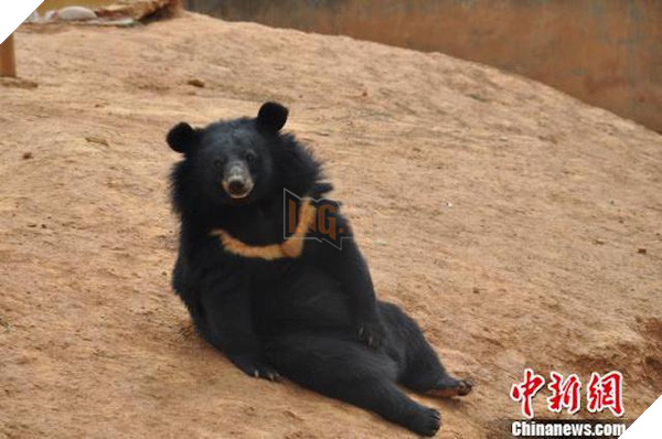 Nuôi 2 chú chó cưng suốt 2 năm mới phát hiện ra đó là... gấu