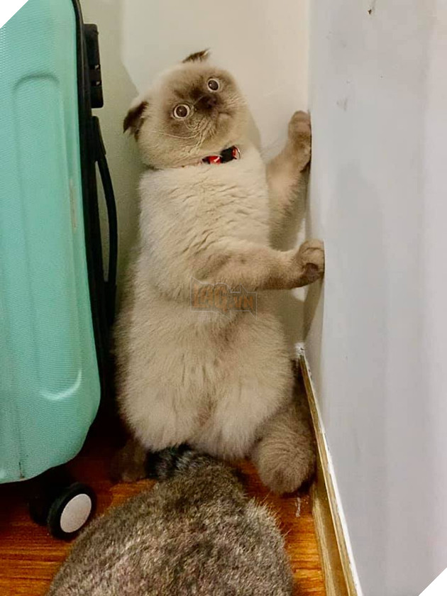 Lần đầu làm “chuyện ấy”, boss mèo trưng bộ mặt tiu nghỉu không giống ai khiến dân tình cười nghiêng ngả 2