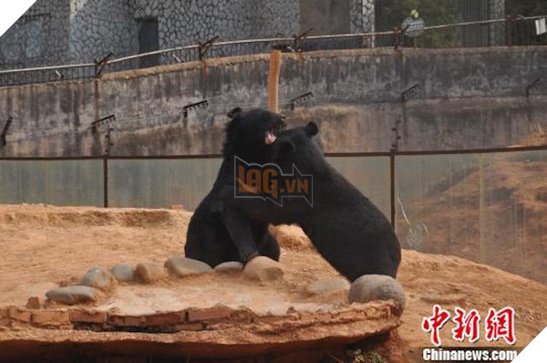 Nuôi 2 chú chó cưng suốt 2 năm mới phát hiện ra đó là... gấu 2