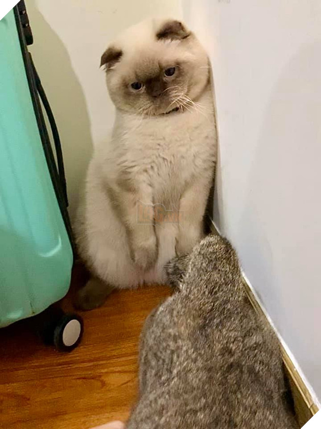 Lần đầu làm “chuyện ấy”, boss mèo trưng bộ mặt tiu nghỉu không giống ai khiến dân tình cười nghiêng ngả