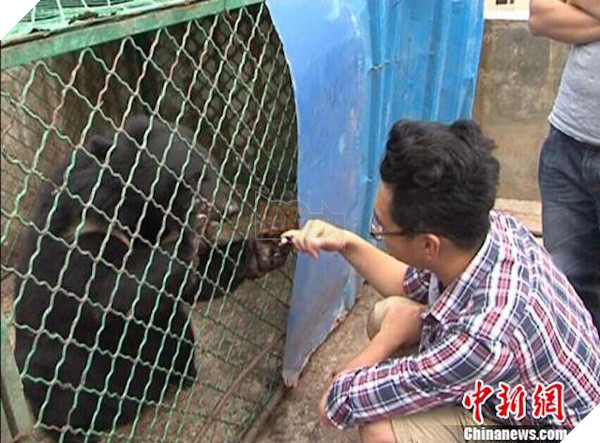 Nuôi 2 chú chó cưng suốt 2 năm mới phát hiện ra đó là... gấu 3