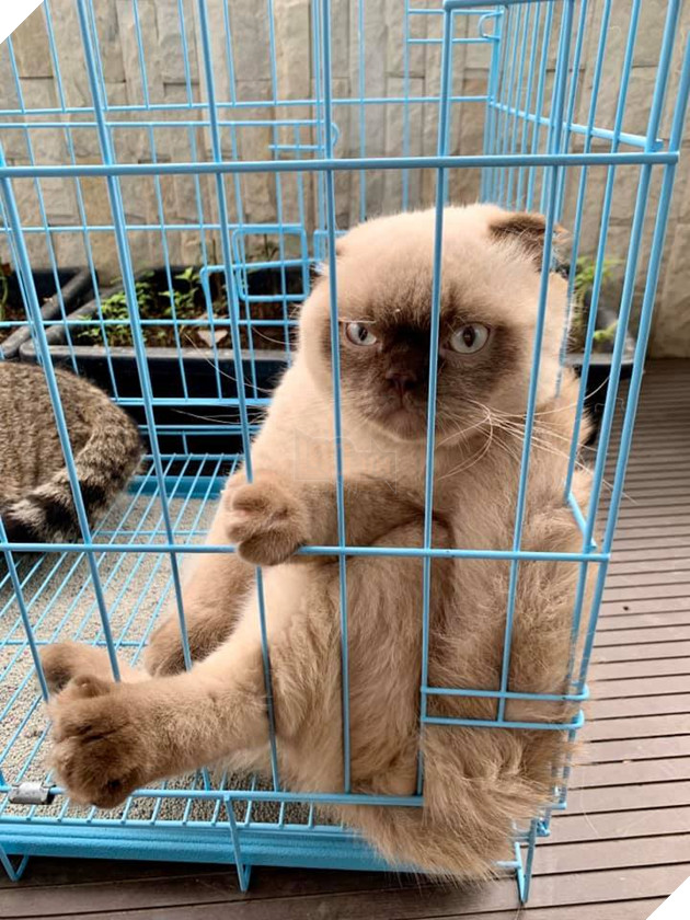 Lần đầu làm “chuyện ấy”, boss mèo trưng bộ mặt tiu nghỉu không giống ai khiến dân tình cười nghiêng ngả 5