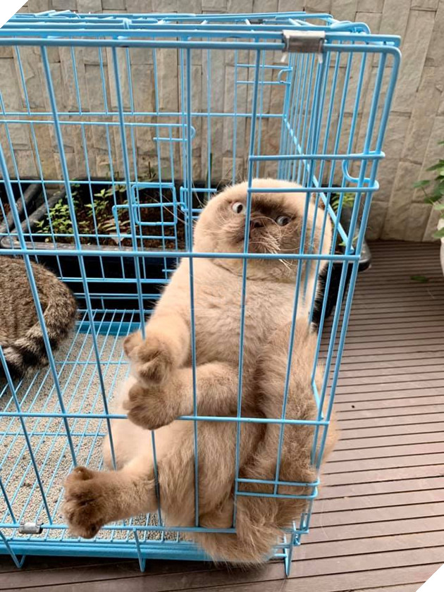 Lần đầu làm “chuyện ấy”, boss mèo trưng bộ mặt tiu nghỉu không giống ai khiến dân tình cười nghiêng ngả 4