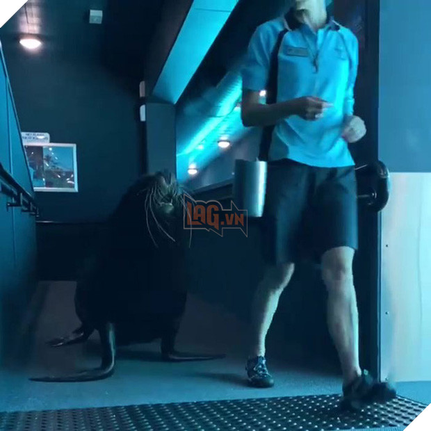 Nối gót chim cánh cụt, hải cẩu cũng làm 1 tour du ngoạn thủy cung cho đỡ buồn chán mùa Covid-19 - Ảnh 1.