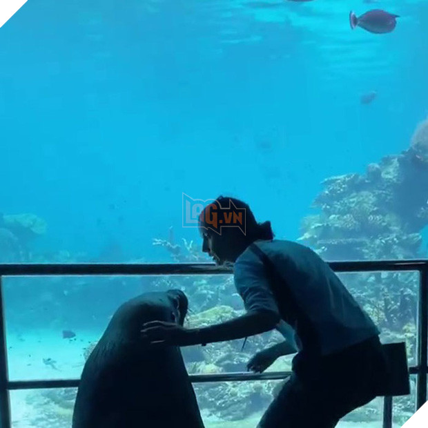 Nối gót chim cánh cụt, hải cẩu cũng làm 1 tour du ngoạn thủy cung cho đỡ buồn chán mùa Covid-19 - Ảnh 3.