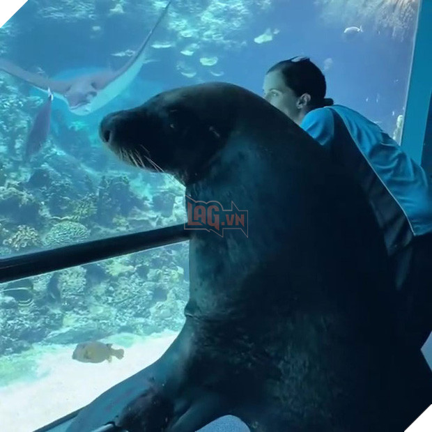 Nối gót chim cánh cụt, hải cẩu cũng làm 1 tour du ngoạn thủy cung cho đỡ buồn chán mùa Covid-19 - Ảnh 2.