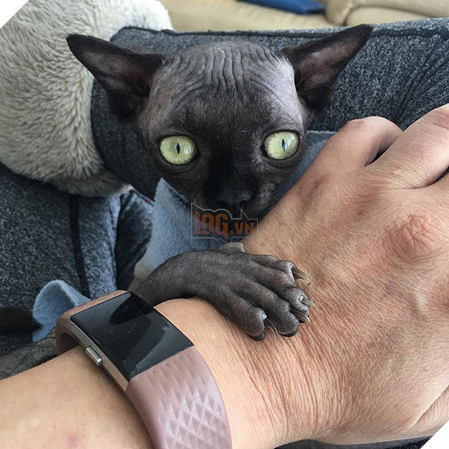 Tưởng dơi nhưng hóa ra lại là mèo, cô &quot;boss&quot; bỗng nhiên nổi tiếng trên mạng xã hội vì ngoại hình lạ mắt - Ảnh 3.