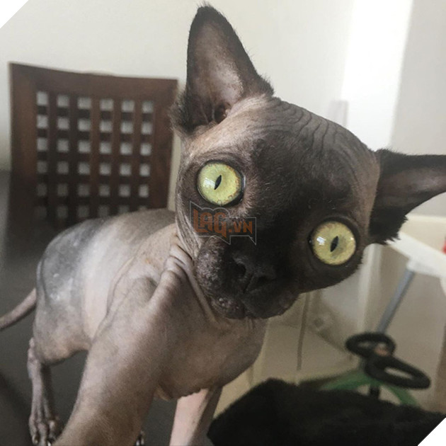 Tưởng dơi nhưng hóa ra lại là mèo, cô &quot;boss&quot; bỗng nhiên nổi tiếng trên mạng xã hội vì ngoại hình lạ mắt - Ảnh 1.