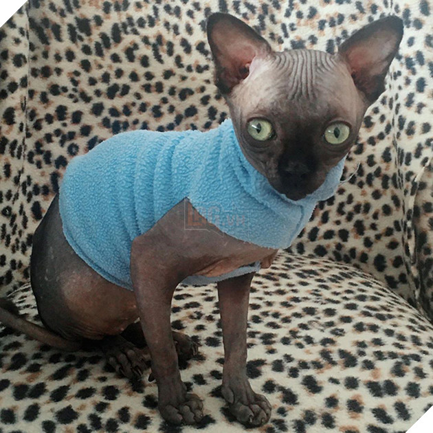 Tưởng dơi nhưng hóa ra lại là mèo, cô boss bỗng nhiên nổi tiếng trên mạng xã hội vì ngoại hình lạ mắt 8