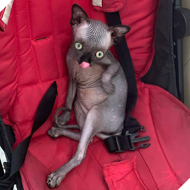 Tưởng dơi nhưng hóa ra lại là mèo, cô boss bỗng nhiên nổi tiếng trên mạng xã hội vì ngoại hình lạ mắt 5