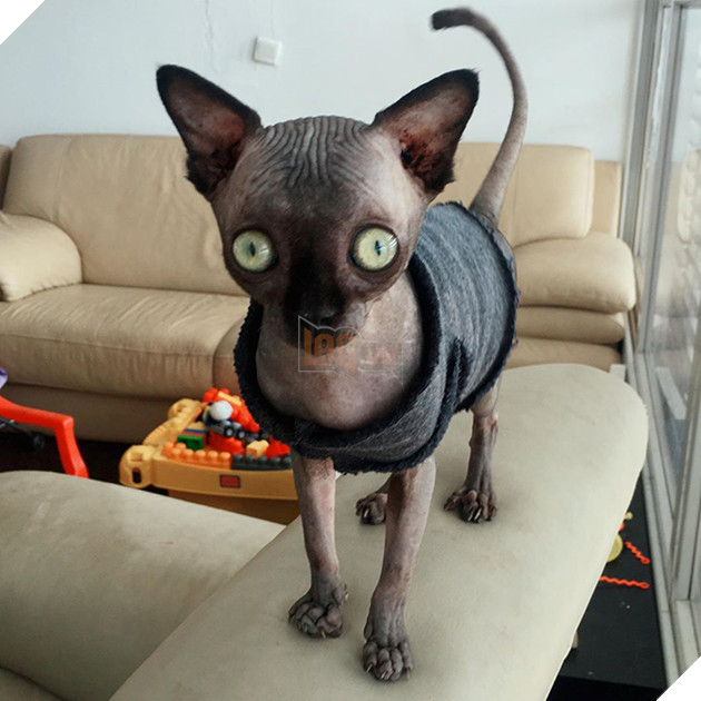 Tưởng dơi nhưng hóa ra lại là mèo, cô boss bỗng nhiên nổi tiếng trên mạng xã hội vì ngoại hình lạ mắt 6